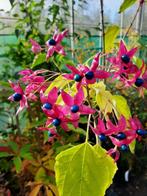 Plantgoed bijzondere Bomen en Struiken, Tuin en Terras, Planten | Bomen, Overige soorten, Minder dan 100 cm, Zomer, Ophalen