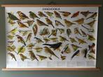 Fraaie schoolplaat poster met “ Zangvogels “, Ophalen of Verzenden, A1 t/m A3