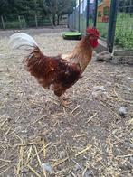 Nog enkele hanen beschikbaar !!!., Dieren en Toebehoren, Pluimvee, Mannelijk, Kip