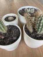 Cactus plant planten kamerplant, Huis en Inrichting, Kamerplanten, Cactus, Minder dan 100 cm, Halfschaduw, In pot
