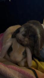 Dwerghangoor grijs, Dieren en Toebehoren, Konijnen, Mannelijk