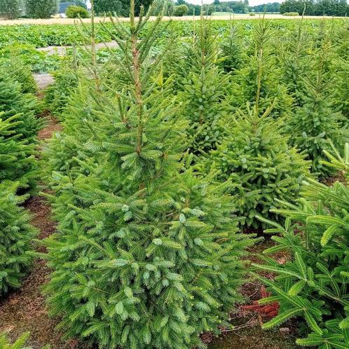 Kerstbomen Picea Omorika. Alle maten 50 tot 225 cm., Tuin en Terras, Planten | Bomen, Overige soorten, Volle zon, Ophalen