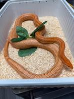 Rattenslang Mandatin Tessera Motley 1.0, Dieren en Toebehoren, Slang, 3 tot 6 jaar