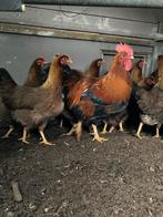 Welsumer kippen en 1 haan biologische gevoerd veel ruimte, Dieren en Toebehoren, Pluimvee, Meerdere dieren, Kip