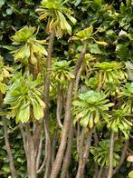 Vetplant Aeonium haworthii, Overige soorten, Vaste plant, Ophalen of Verzenden, Halfschaduw