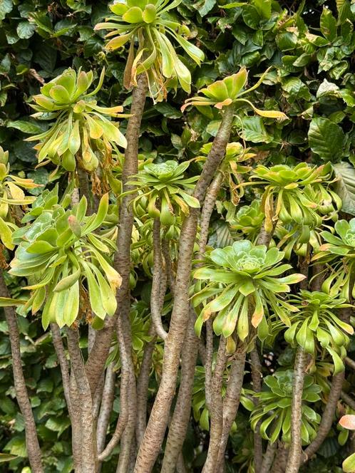 Vetplant Aeonium haworthii, Tuin en Terras, Planten | Tuinplanten, Vaste plant, Overige soorten, Halfschaduw, Zomer, Ophalen of Verzenden