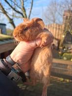 Super leuke skinny/weerwolfje beertje cavia, Cavia, Mannelijk, December, Tam