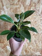 Philodendron Birkin plantje, Ophalen of Verzenden, Overige soorten, Halfschaduw, Minder dan 100 cm