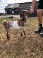 Camel hermelijn dwerggeiten bokje met NFD stamboek papieren., Mannelijk, Geit