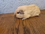 Crème cali choco cavia zeug, Dieren en Toebehoren, Knaagdieren, Cavia, Augustus, Vrouwelijk, Tam