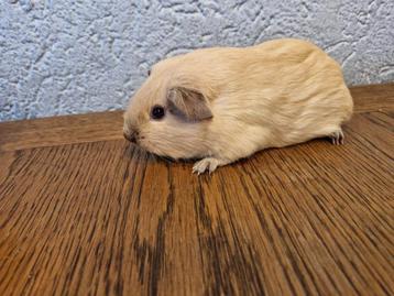 Crème cali choco cavia zeug beschikbaar voor biedingen
