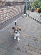 australian shepherd x friese stabij kooiker  reutje, Dieren en Toebehoren, Honden | Retrievers, Spaniëls en Waterhonden, Rabiës (hondsdolheid)