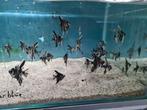 Mramor Blue maanvissen, Pterophyllum Scalare Mramor blue, Dieren en Toebehoren, Vis, Zoetwatervis