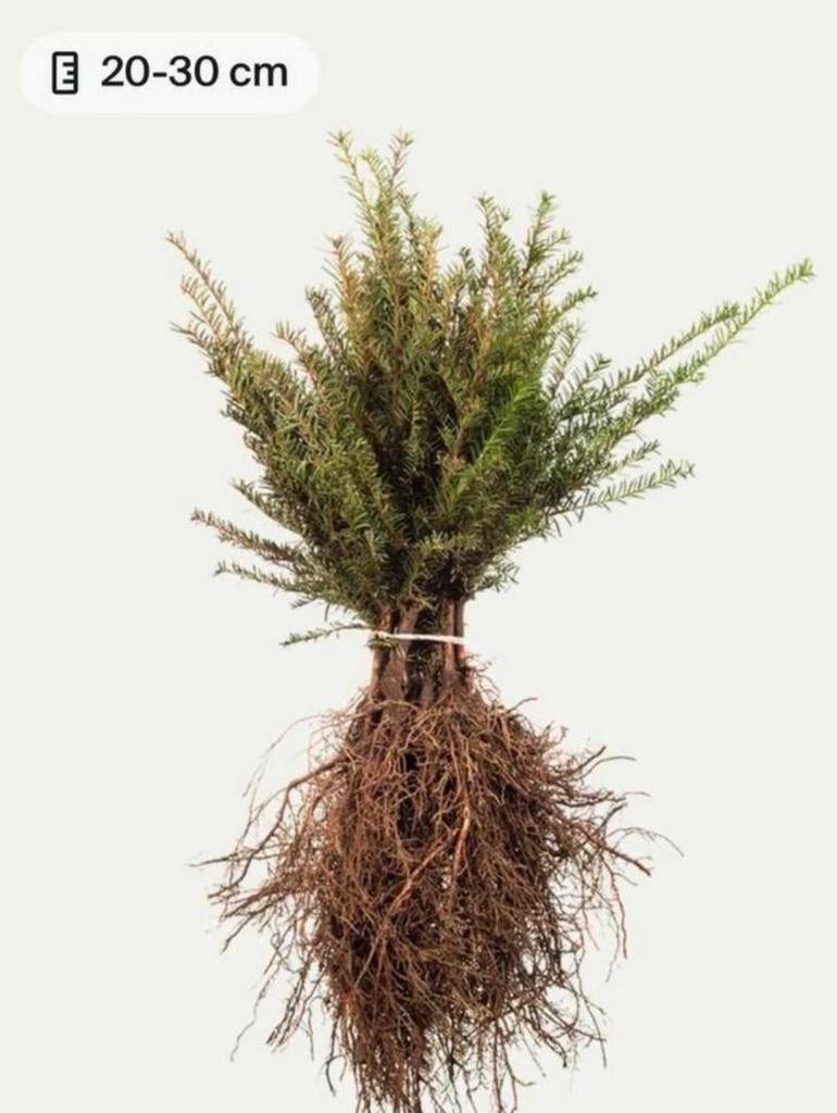 Taxus Baccata, Bloeit niet, Halfschaduw, Minder dan 100 cm, Overige soorten