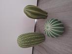 Cactus, Ophalen, Zo goed als nieuw