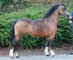Schitterende 3 jarige valk Welsh A hengst, Dieren en Toebehoren, Pony's, Hengst, B pony (1.17m tot 1.27m), Gechipt, 3 tot 6 jaar