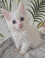 Ragdoll X mainecoon kittens, 2 poesjes. Geënt, gechipt., Dieren en Toebehoren, Poes, Gechipt
