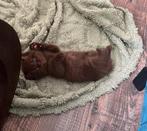 (Last two) Kittens cinnamon/golden british, Dieren en Toebehoren, Katten en Kittens | Overige Katten, Poes, 0 tot 2 jaar