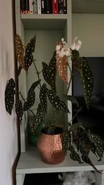 Stippenplant begonia, Huis en Inrichting, Ophalen, Zo goed als nieuw