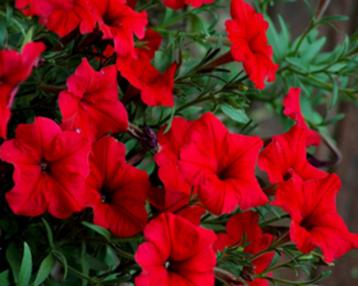 Petunia Avalanche Red F1 beschikbaar voor biedingen
