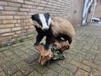 Opgezette das, Verzamelen, Dierenverzamelingen, Ophalen of Verzenden, Zo goed als nieuw, Wild dier, Opgezet dier