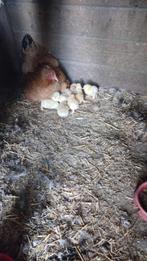 12 Brahma kuikens te koop., Dieren en Toebehoren, Pluimvee, Geslacht onbekend, Kip