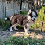 Pomsky pup reu whooly fluffy, Dieren en Toebehoren, Reu, CDV (hondenziekte), 8 tot 15 weken, Poolhond