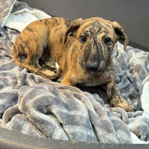 ACE: Percival zoekt nu een eigen thuis, Dieren en Toebehoren, Honden | Windhonden, Reu, Galgo, Particulier, Eén hond, Buitenland