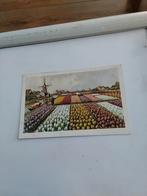 HOLLANDSE BLOEMBOLLENVELDEN  - MOLEN 1938, Ophalen of Verzenden, 1920 tot 1940