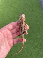 Jonge baardagaam, Dieren en Toebehoren, Reptielen en Amfibieën, Amfibie, 0 tot 2 jaar