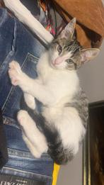 Lieve kitten, Meerdere dieren, 0 tot 2 jaar