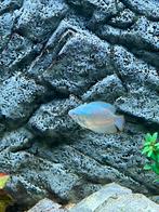 Blauwe goerami, Kreeft, Krab of Garnaal
