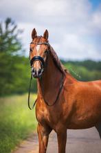 Prachtige 8 jarige welsh ruin, Dieren en Toebehoren, Pony's, E pony (1.48m - 1.57m), Gechipt, Ruin, Dressuurpony