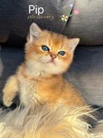 100% british shorthair golden shaded cartoon cat, Dieren en Toebehoren, Katten en Kittens | Overige Katten, Kater