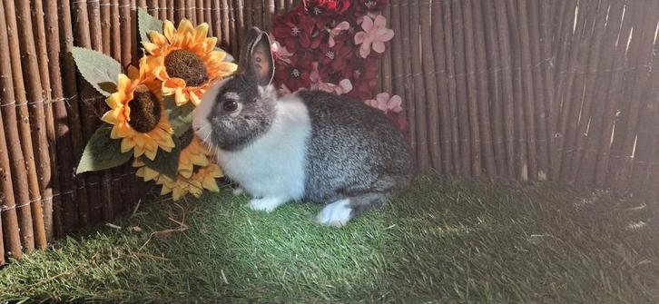Prachtige handtamme Hollander kleurdwergjes (dwergkonijnen), Dieren en Toebehoren, Konijnen, Dwerg, Meerdere dieren