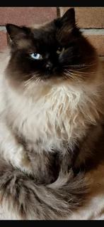 Bewezen ragdoll seal point dekkater te koop, Kater