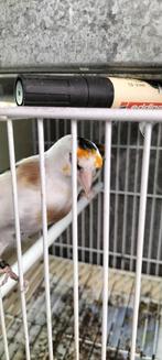 Heel mooi Majoor Putter koppel komt uit egelhad, Dieren en Toebehoren, Vogels | Overige Vogels, Meerdere dieren, Wildzangvogel