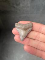 Haaientand megalodon fossiel 4.5 centimeter, Verzamelen, Mineralen en Fossielen, Ophalen of Verzenden, Fossiel