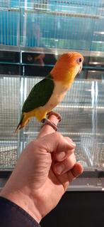 Roestkopcaiques super super lief en super tam., Meerdere dieren, Papegaai, Tam