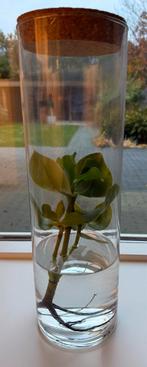 Vetplant in vaas, Huis en Inrichting, Kamerplanten, Ophalen, Vetplant, Halfschaduw, In pot