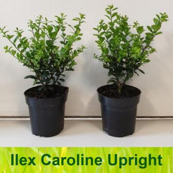 Ilex crenata Caroline Upright beschikbaar voor biedingen