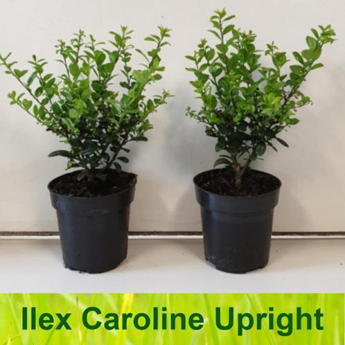 Ilex crenata Caroline Upright, Tuin en Terras, Planten | Struiken en Hagen, Haag, Hulst, Minder dan 100 cm, Ophalen