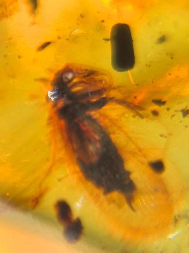 Birmees Amber (T1) met insluiting van unieke onbekende vlieg, Verzamelen, Mineralen en Fossielen, Fossiel, Verzenden