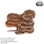 Boa constrictor BCI. C1. 2025, Slang, Tam, 0 tot 2 jaar
