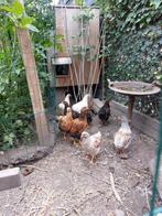 Wyandotten kriel gezoomd (trio) zie beschrijving, Dieren en Toebehoren, Meerdere dieren, Kip