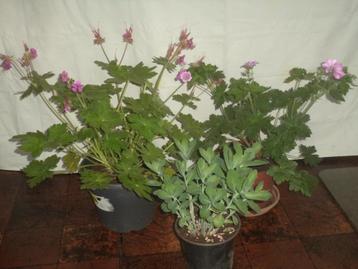 3 MOOIE VASTE TUINPLANTEN beschikbaar voor biedingen