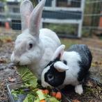 Super leuk koppel: Duitse reus voedster en kleinere vriend, Dieren en Toebehoren, Konijnen, Meerdere dieren, Groot, 0 tot 2 jaar