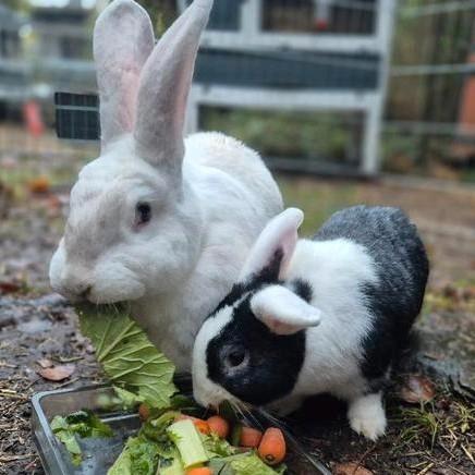 Super leuk koppel: Duitse reus voedster en kleinere vriend, Dieren en Toebehoren, Konijnen, Groot, Meerdere dieren, 0 tot 2 jaar