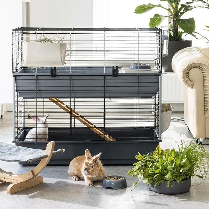 Aangeboden: Knaagdier oppas zomervakantie, Dieren en Toebehoren, Knaagdieren en Konijnen | Toebehoren, Nieuw, Ophalen