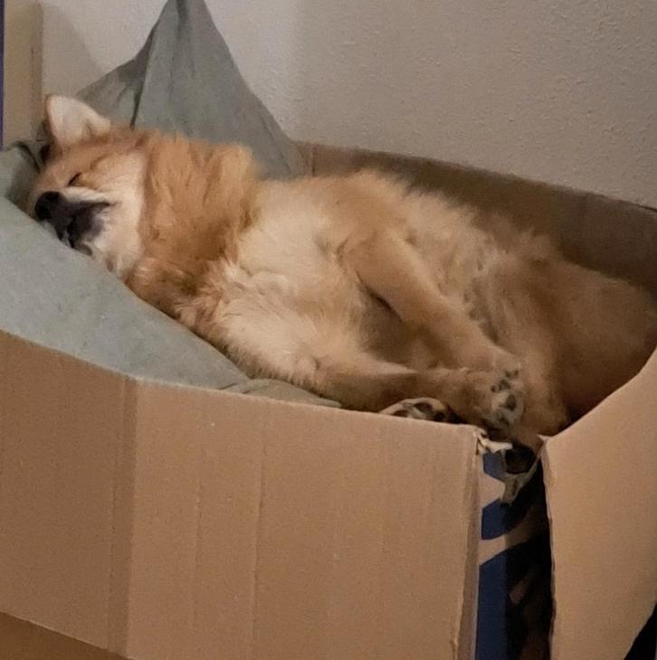 pomsky reu hachiko, Dieren en Toebehoren, Honden | Niet-rashonden, Klein, Reu, Particulier, Eén hond, Nederland, 6 jaar of ouder